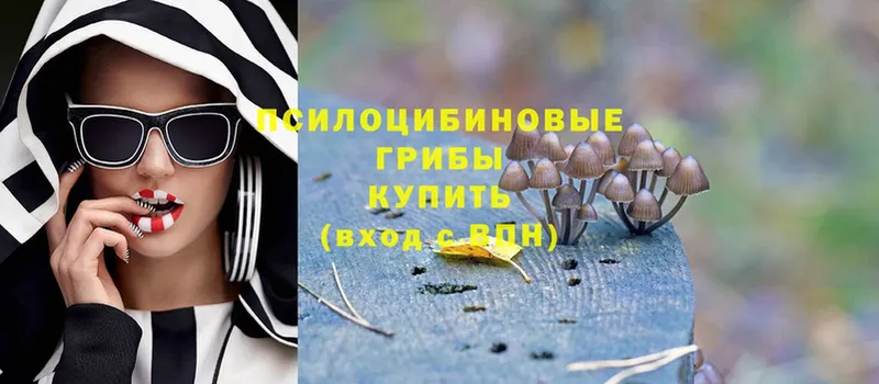 купить наркоту  Багратионовск  Галлюциногенные грибы Psilocybine cubensis 